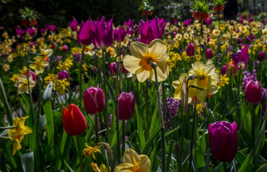 Keukenhof (10 of 26)