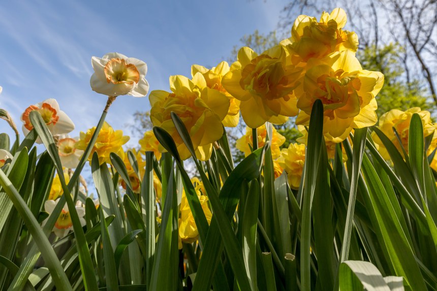 Keukenhof (18 of 26)