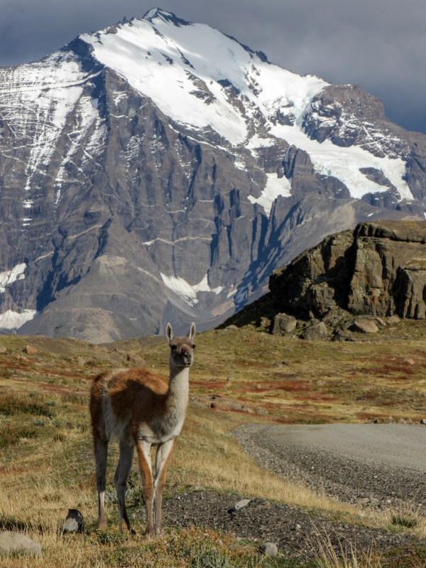 Guanaco