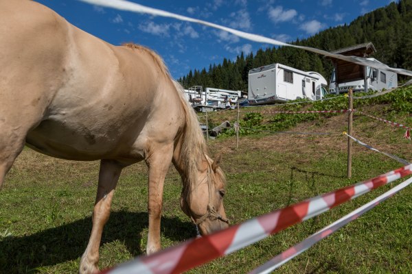 Grazing horse in Sauris