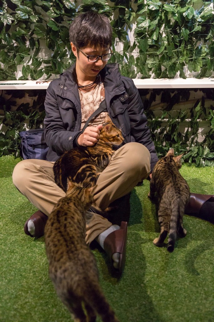 Kyoto cat cafe Kyoto cat cafe