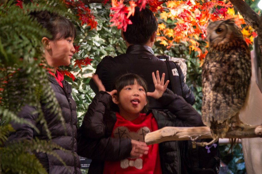 Owl cafe Kyoto Owl cafe Kyoto