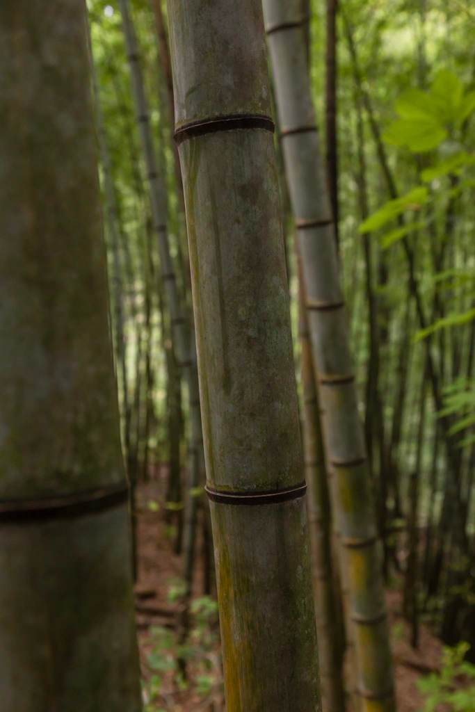 Bamboo forest, Nakasendo trail